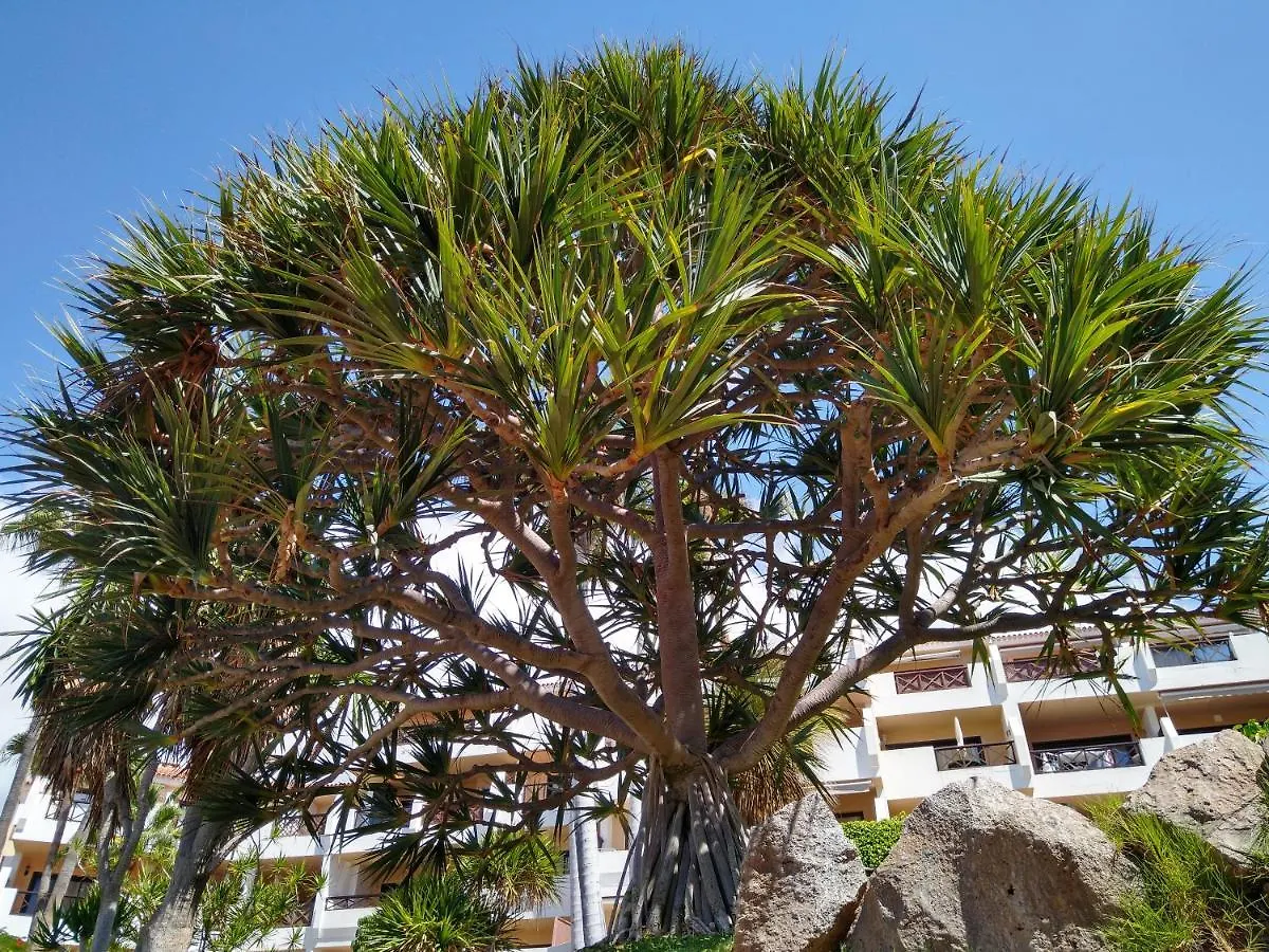 Apartment Forest Flat - Big Heated Pool, Terrace, Tv Channels, Golf Courses Spain